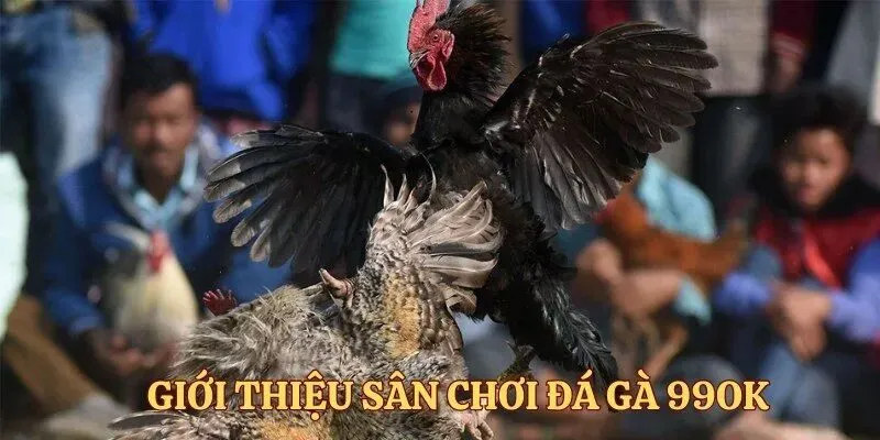Đá gà 99OK được đánh giá cao trên thị trường